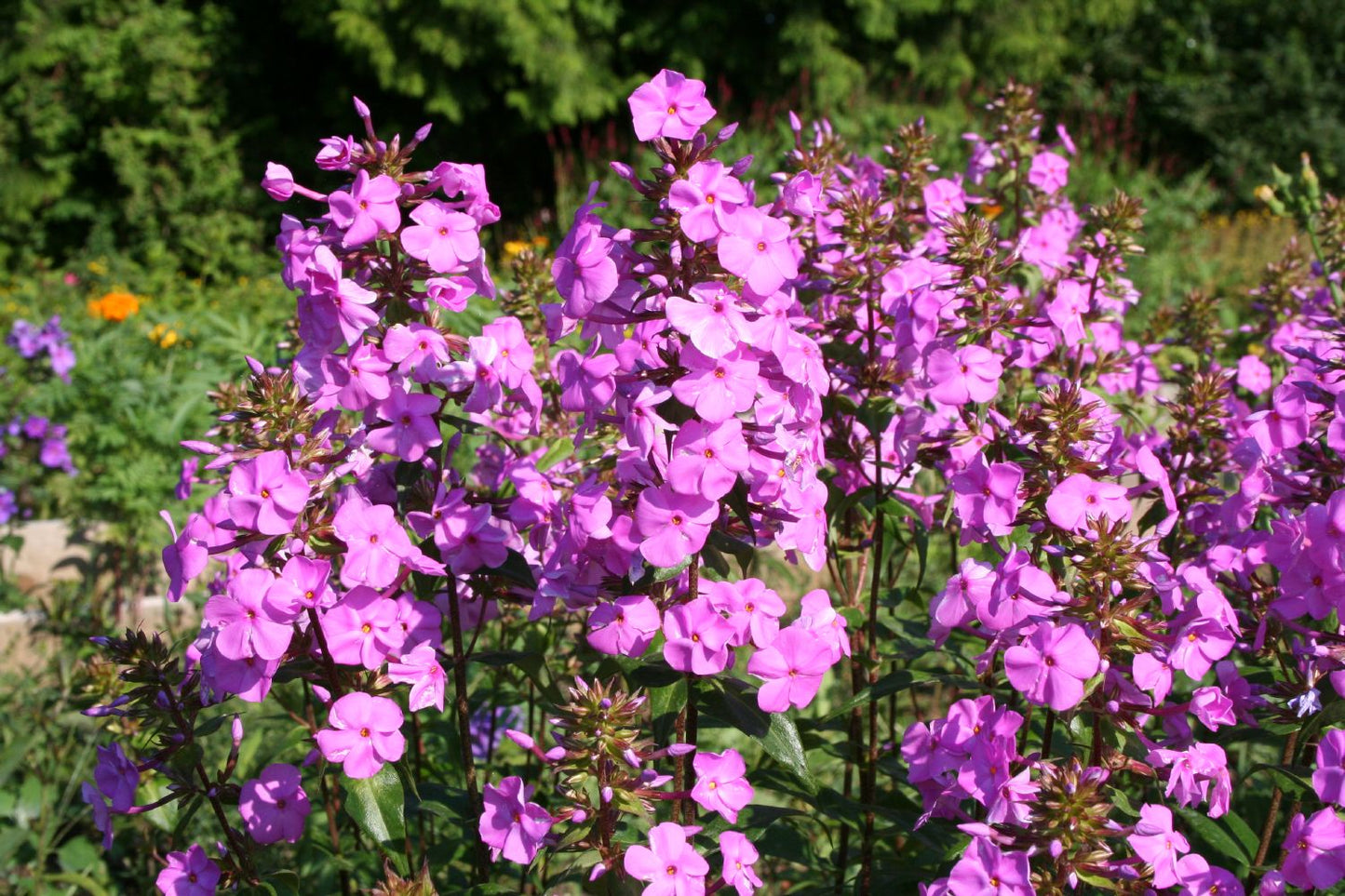 Phlox maculata 'Rosalinde' (Garten-Flammenblume)