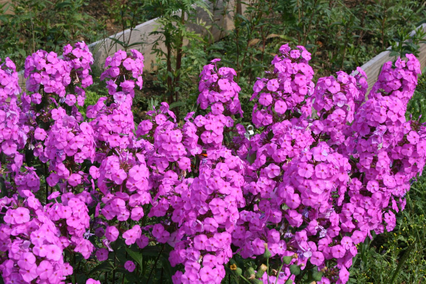 Phlox maculata 'Rosalinde' (Garten-Flammenblume)