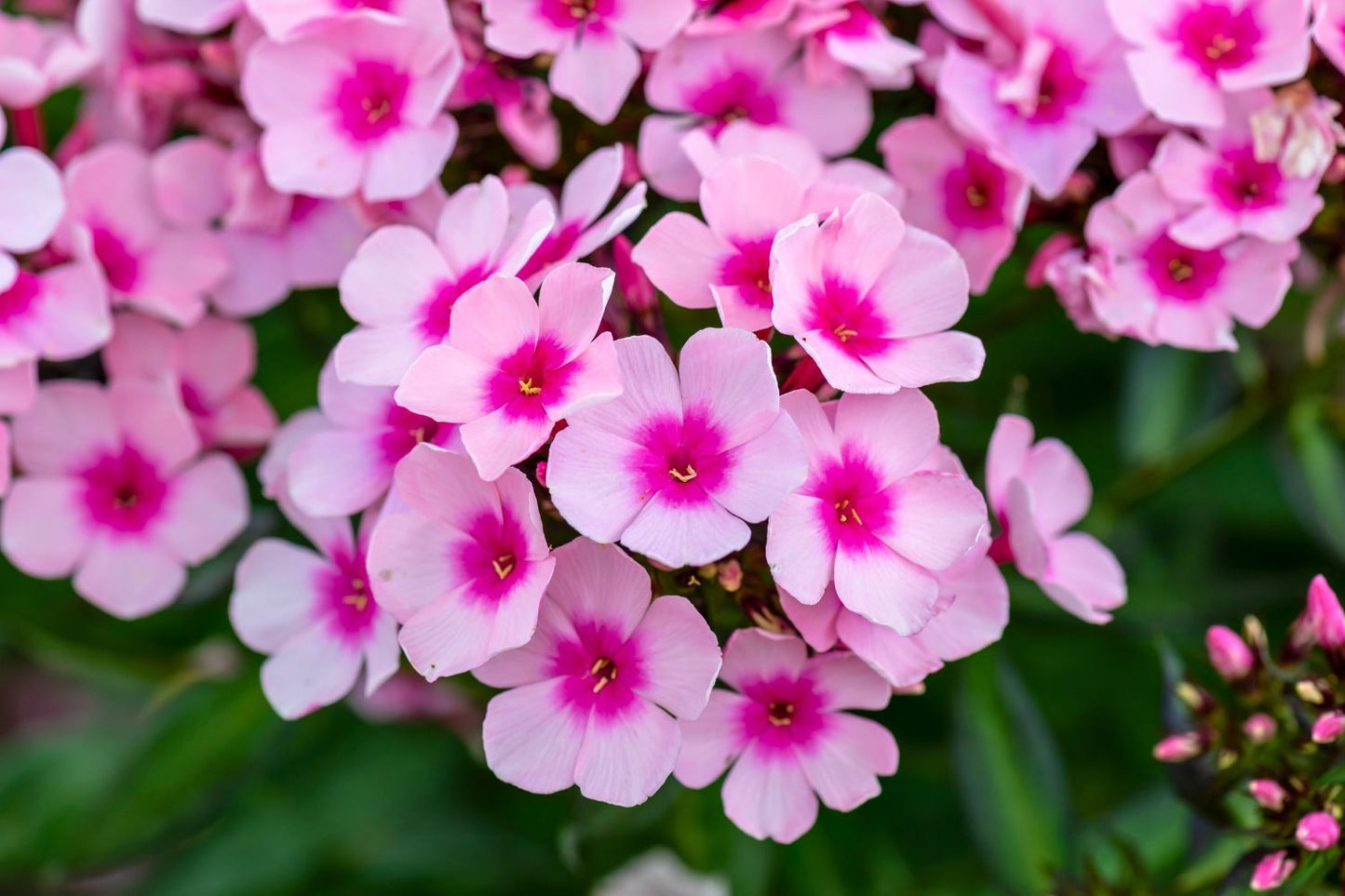 Phlox paniculata 'Bright Eyes' Hohe Flammenblume