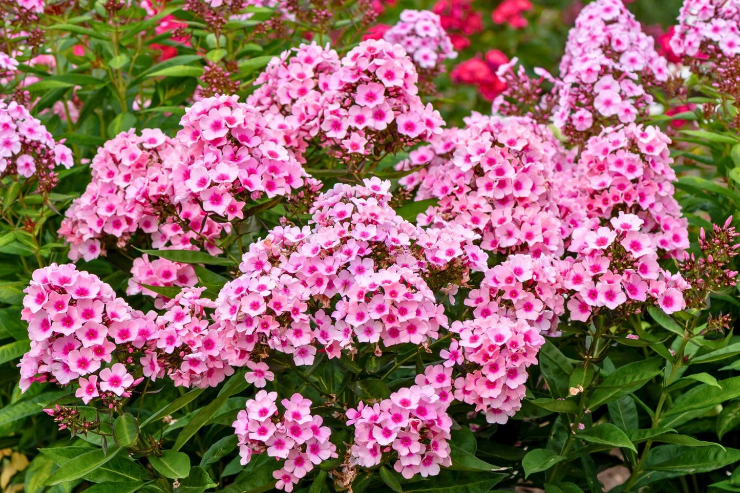 Phlox paniculata 'Bright Eyes' (Hohe Flammenblume)