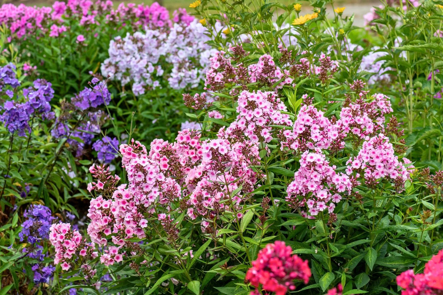 Phlox paniculata 'Bright Eyes' (Hohe Flammenblume)