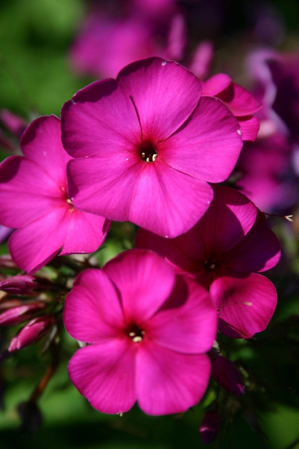 Phlox paniculata 'Düsterlohe' (Hohe Garten-Flammenblume)