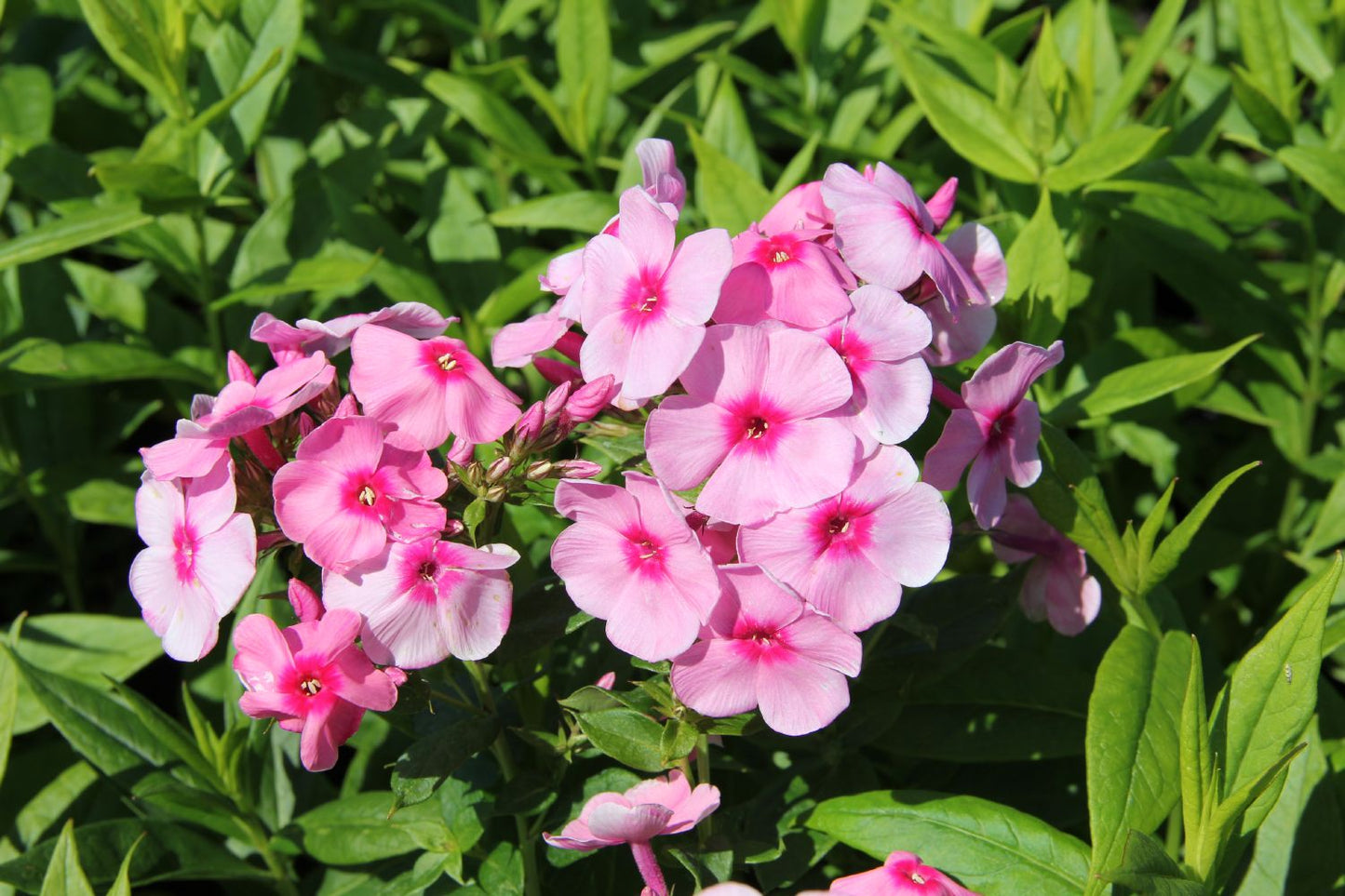 Phlox paniculata 'Flamingo' Hohe Flammenblume