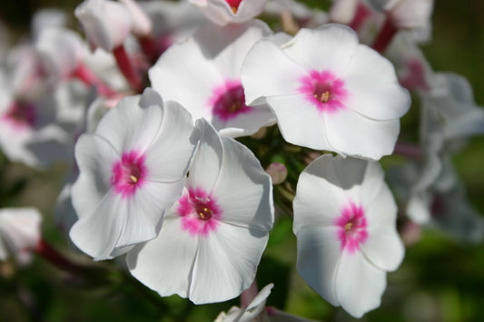 Phlox paniculata 'Graf Zeppelin' Flammenblume