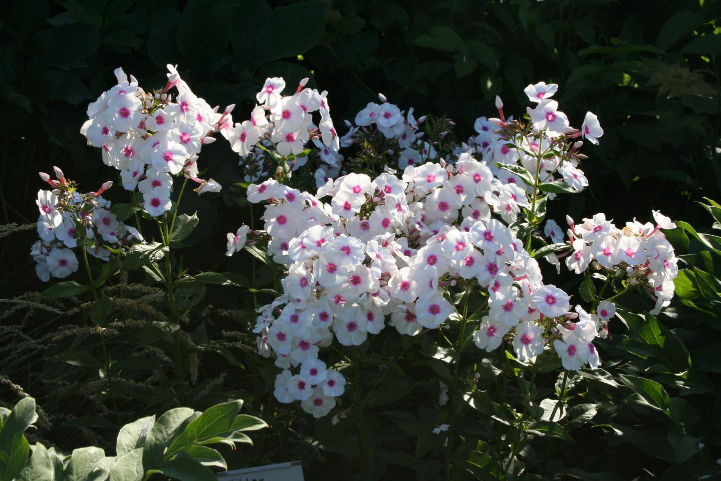 Phlox paniculata 'Graf Zeppelin' (Flammenblume)