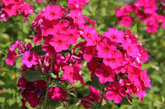 Phlox paniculata 'Kirchenfürst' Hohe Flammenblume