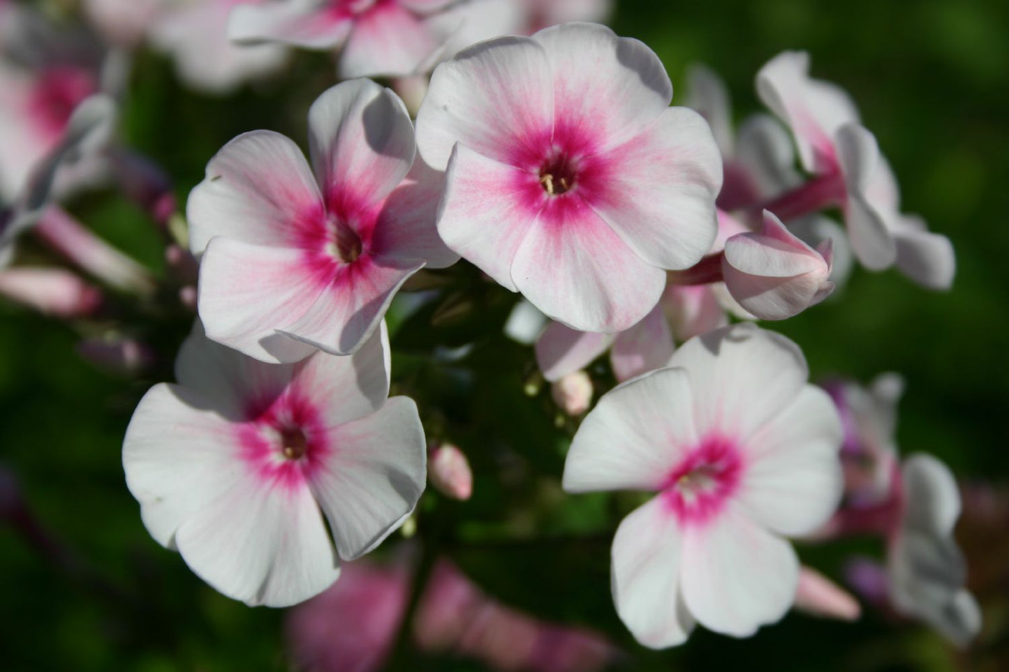 Phlox paniculata 'Kirmesländler' Hohe Garten-Flammenblume