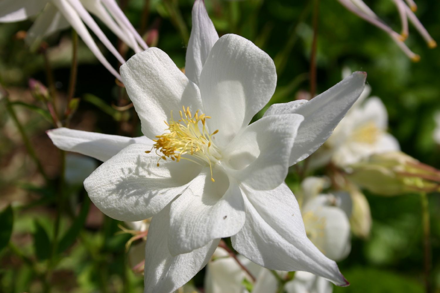 Aquilegia x caerulea 'Kristall' Langspornige Garten-Akelei