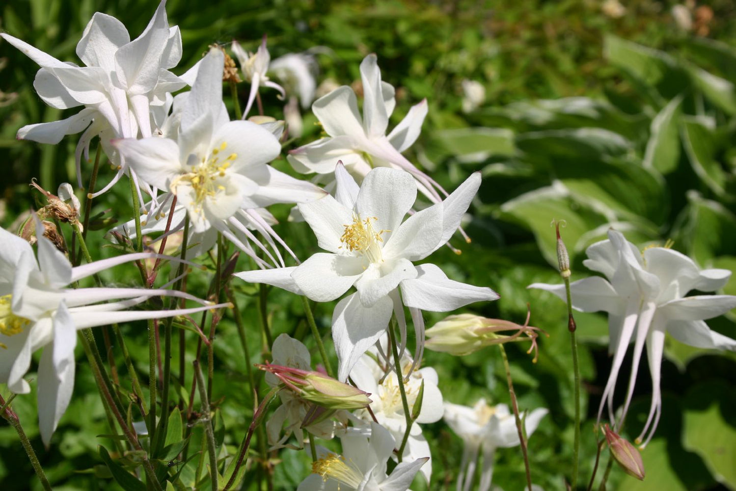 Aquilegia x caerulea 'Kristall' (Langspornige Garten-Akelei)