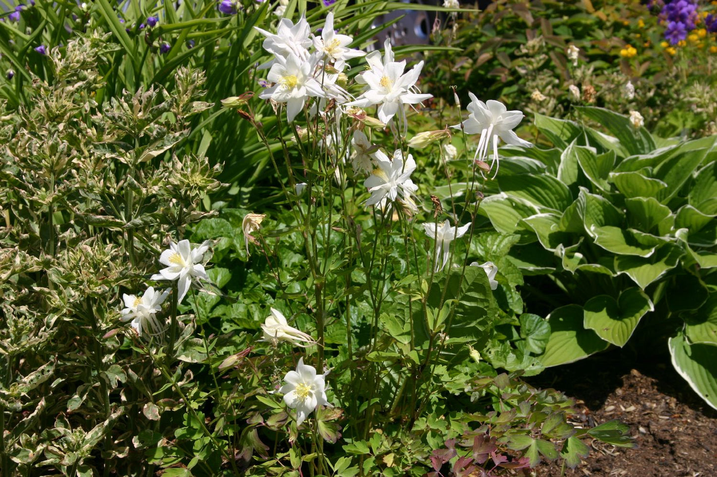 Aquilegia x caerulea 'Kristall' (Langspornige Garten-Akelei)