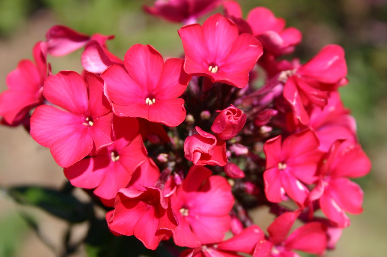 Phlox paniculata 'Starfire' Hohe Garten-Flammenblume