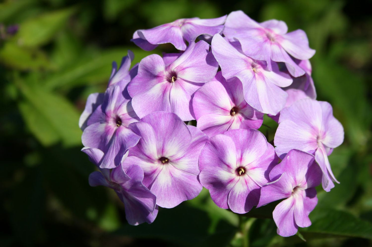 Phlox paniculata 'Sternhimmel' Hohe Flammenblume