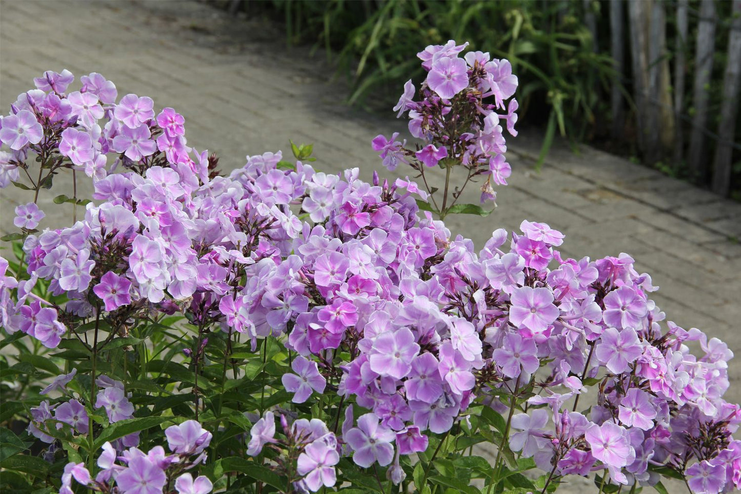 Phlox paniculata 'Sternhimmel' (Hohe Flammenblume)