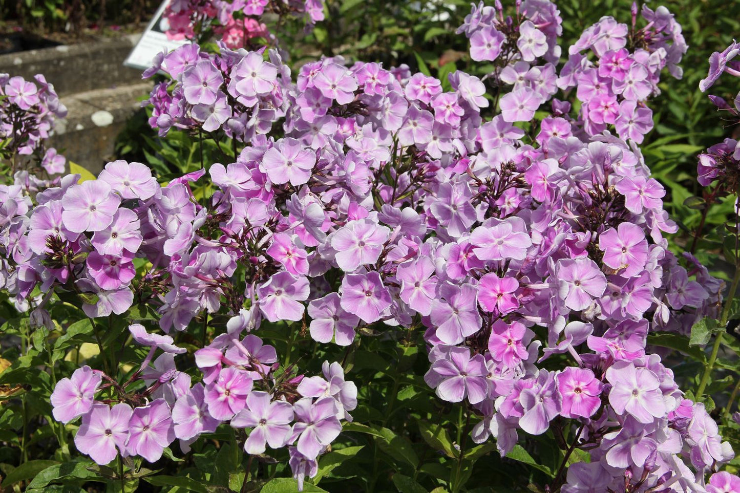 Phlox paniculata 'Sternhimmel' (Hohe Flammenblume)