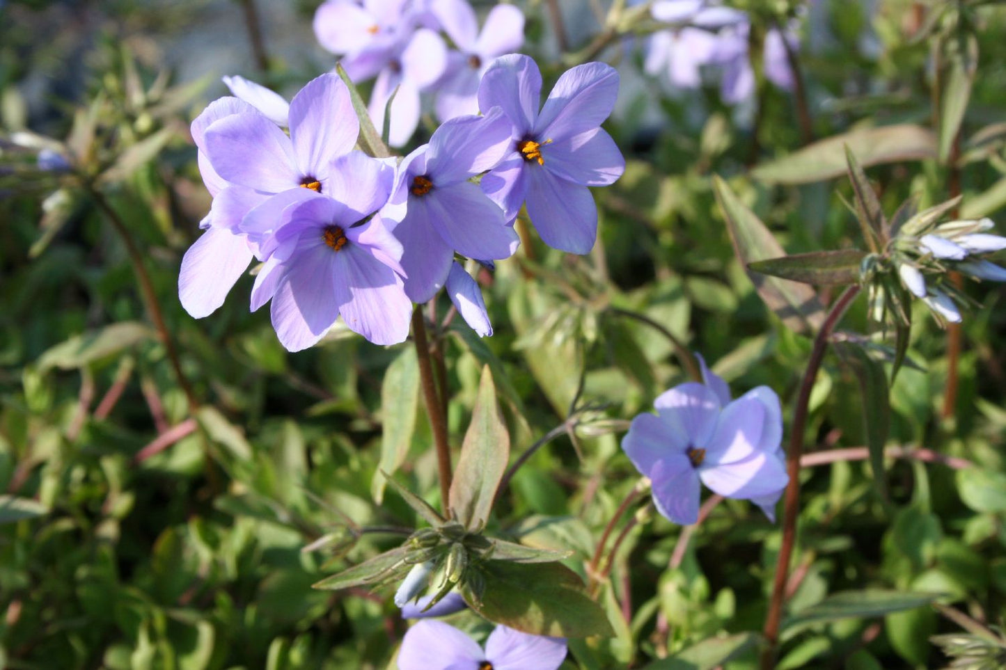 Phlox stolonifera 'Blue Ridge' (Kanadische Garten-Flammenblume)