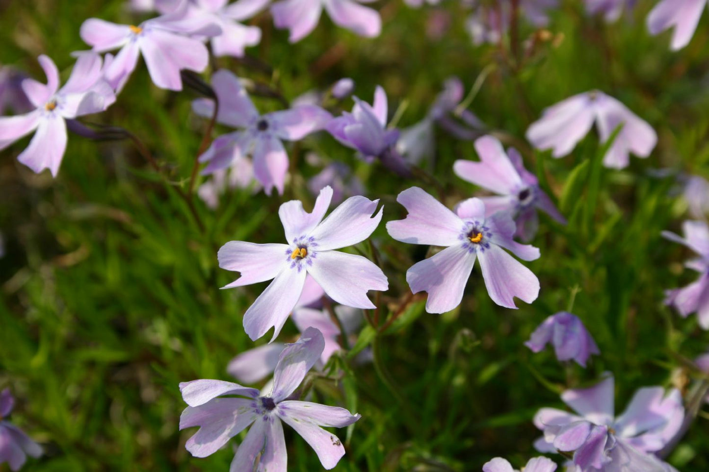 Phlox subulata 'Emerald Cushion Blue' Teppich-Flammenblume