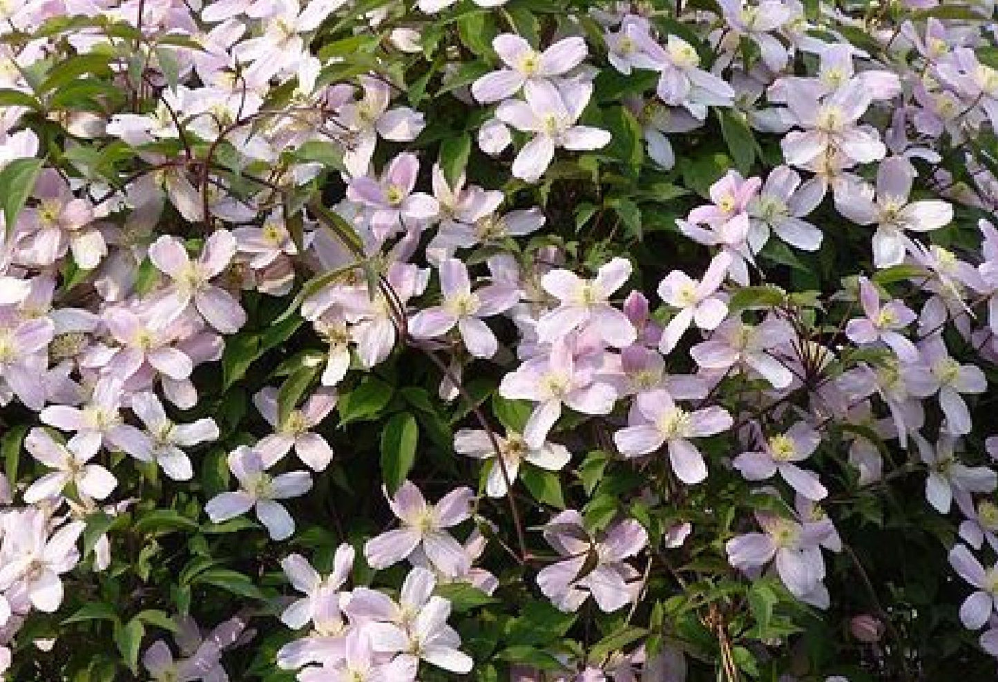 Clematis montana 'Elizabeth' Waldrebe