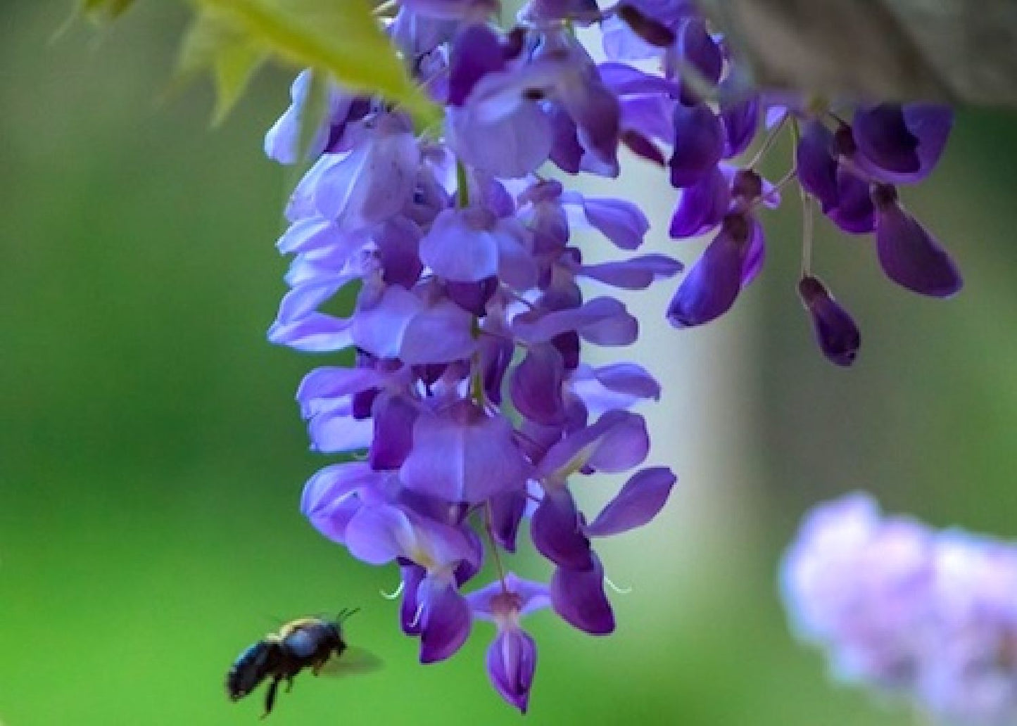 Wisteria sinensis 'Prolific' Blauregen