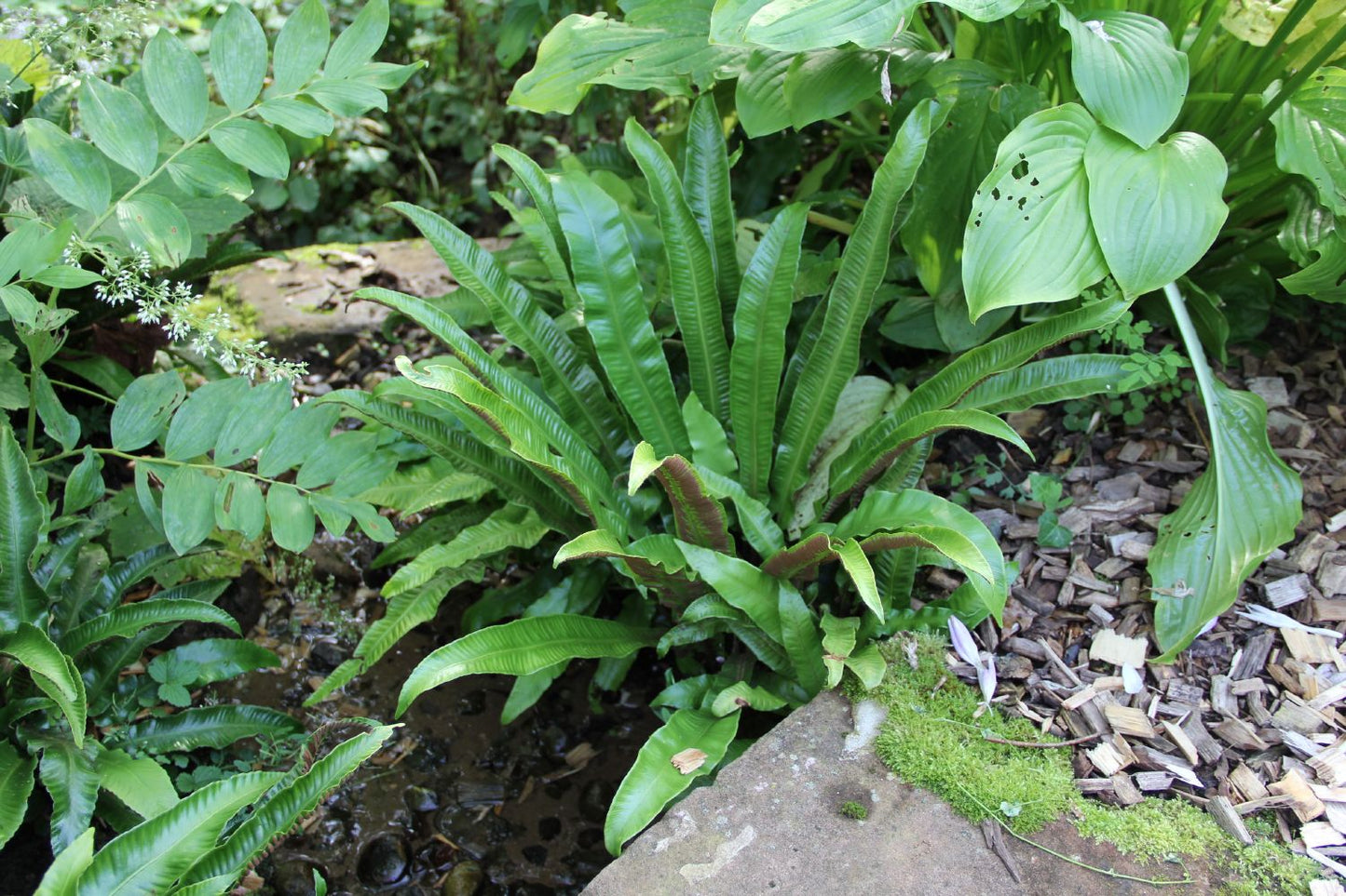 Phyllitis scolopendrium Hirschzungenfarn