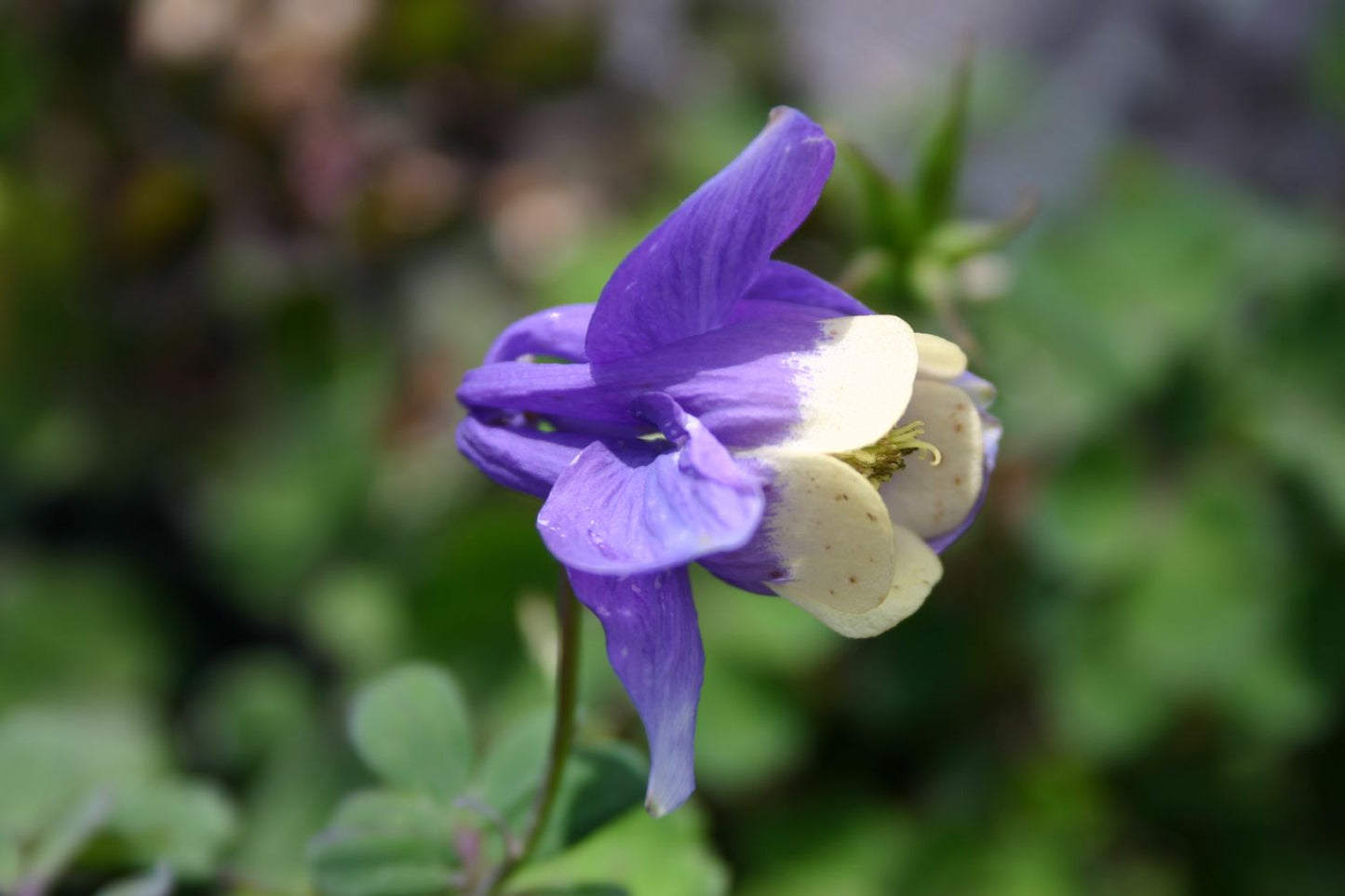 Aquilegia flabellata var. pumila 'Ministar' Miniatur-Akelei