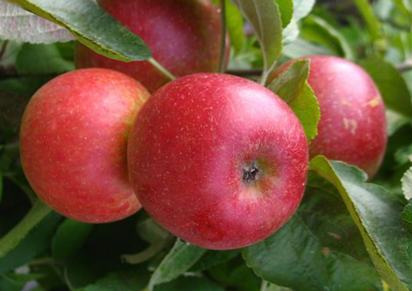 Malus 'Starcats' Säulenapfel