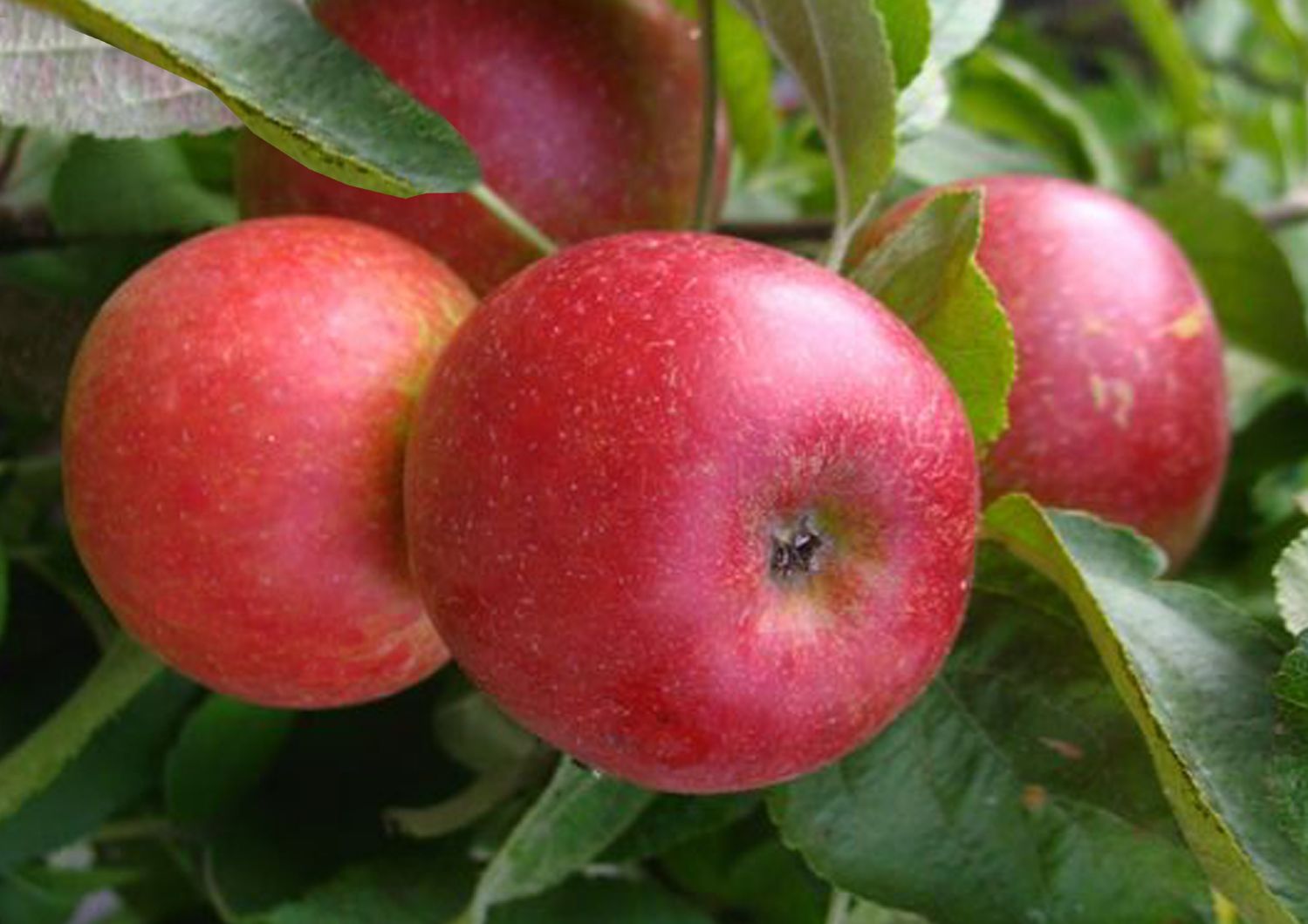 Malus 'Starcats' Säulenapfel