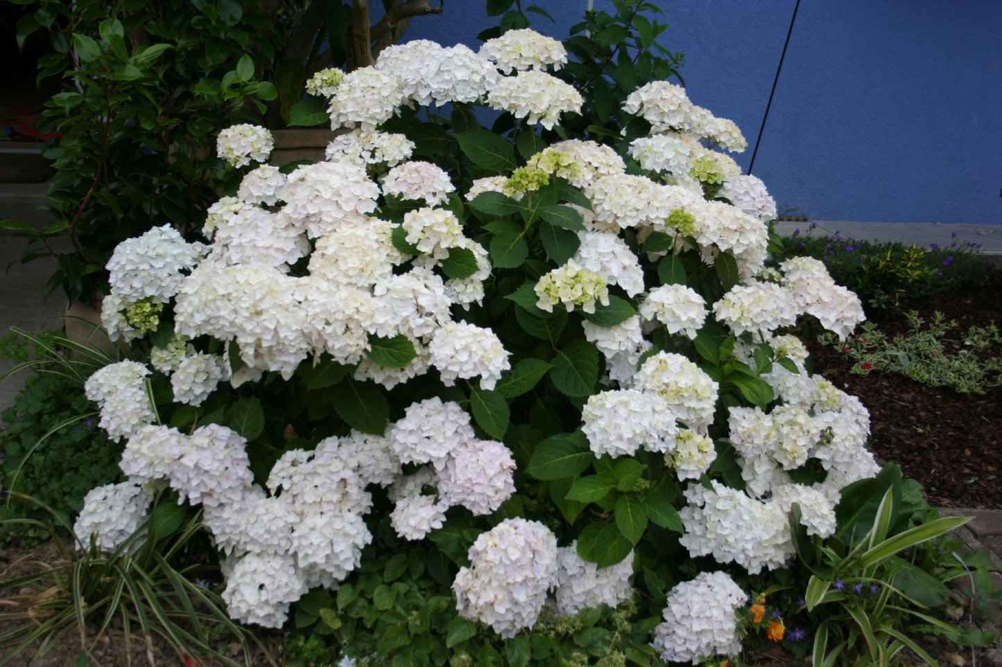 Hydrangea 'Endless Summer The Bride' Gartenhortensie