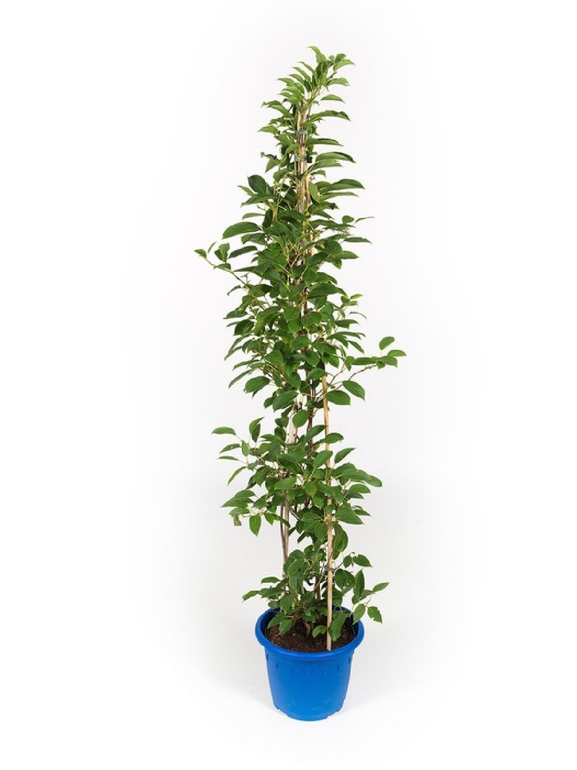 Actinidia arguta 'Issai' (Selbstfruchtende Beerenkiwi)