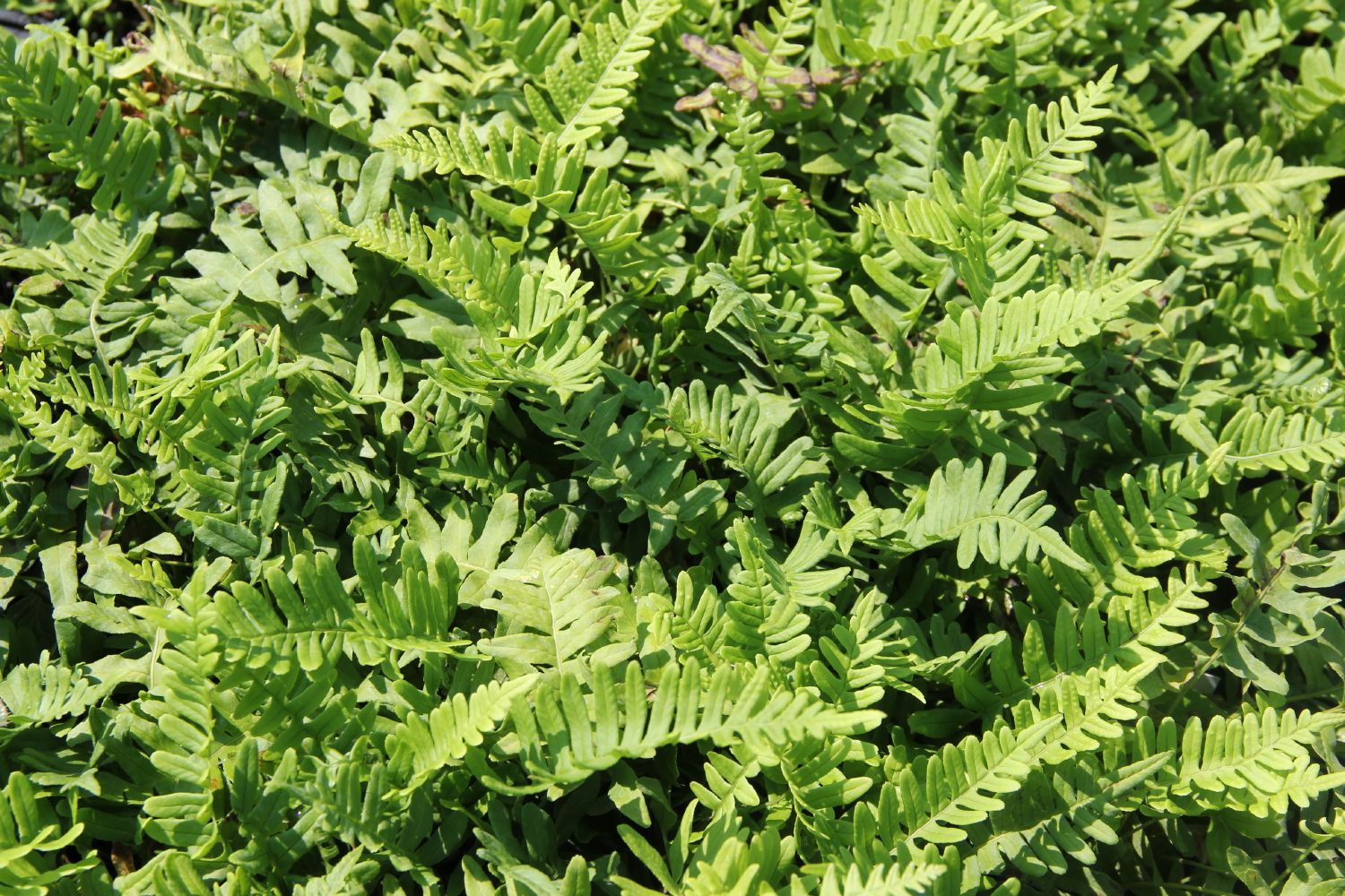Polypodium vulgare Engelsüß, Gemeiner Tüpfelfarn