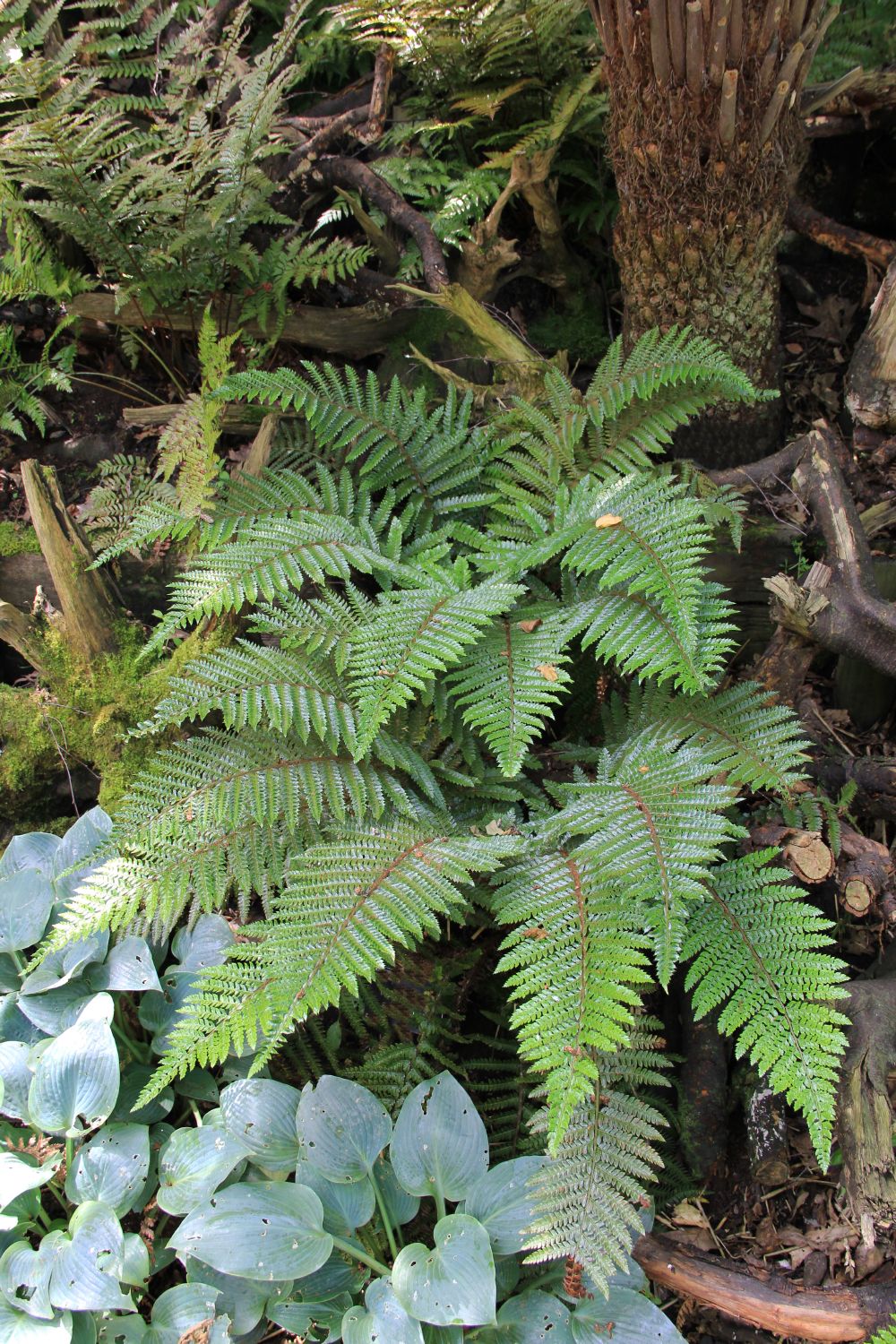 Polystichum aculeatum Glanz-Schildfarn