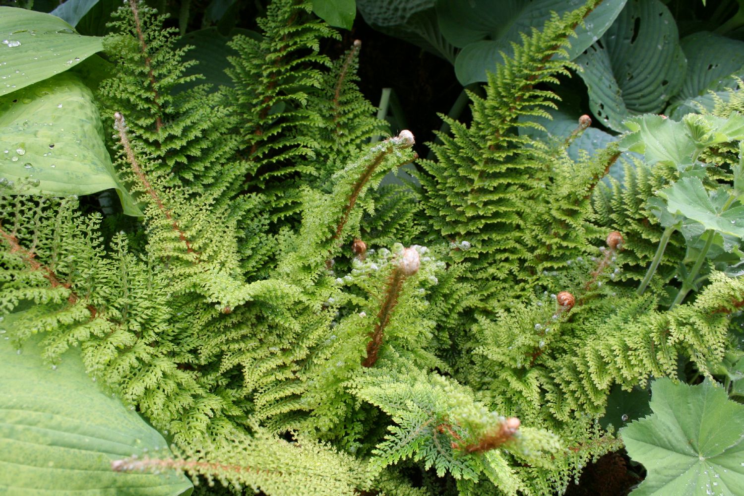 Polystichum setiferum 'Plumosum Densum' Flaumfederfarn | Filigranfarn