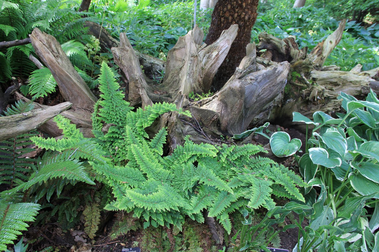 Polystichum setiferum 'Plumosum Densum' (Flaumfederfarn | Filigranfarn)