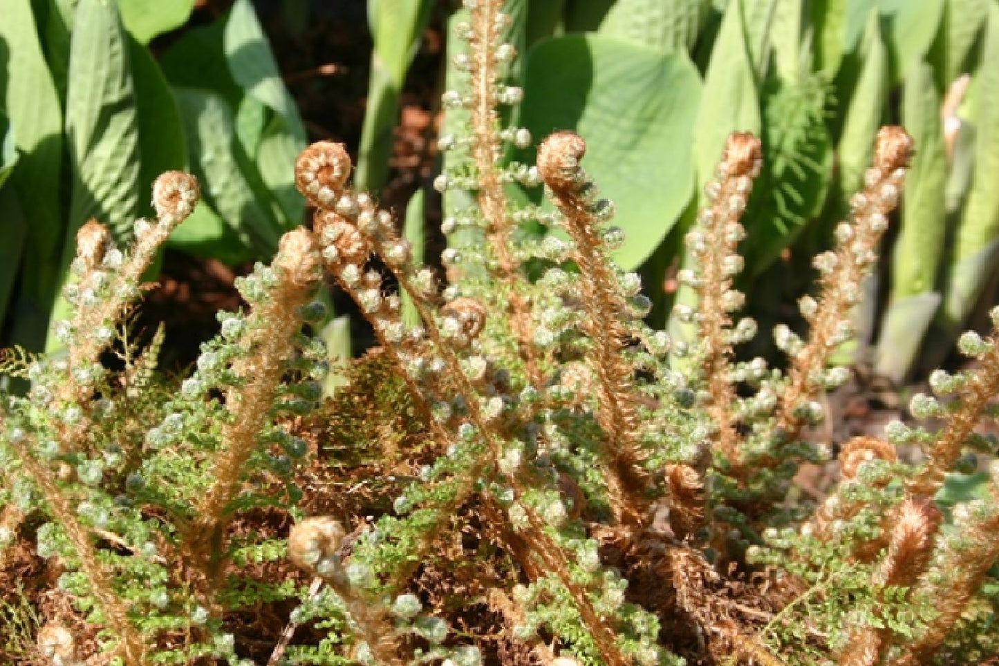 Polystichum setiferum 'Plumosum Densum' (Flaumfederfarn | Filigranfarn)