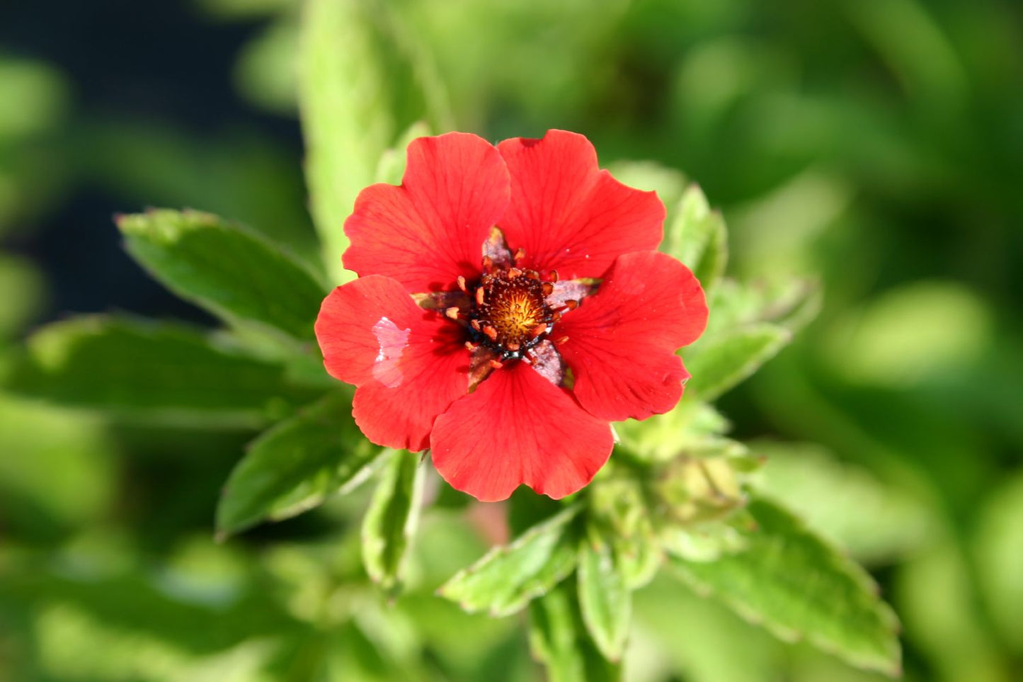 Potentilla atrosanguinea 'Gibson's Scarlet' Garten-Fingerkraut