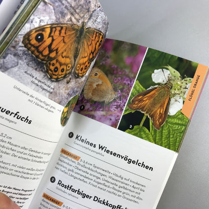 Basic Schmetterlinge (Eva-Maria Dreyer)