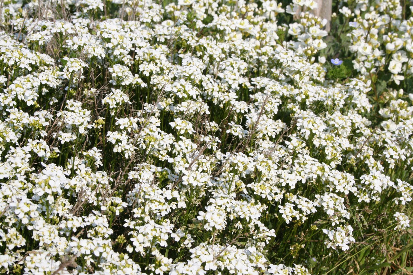 Arabis procurrens 'Neuschnee' Gänsekresse Arabis procurrens 'Neuschnee' Gänsekresse