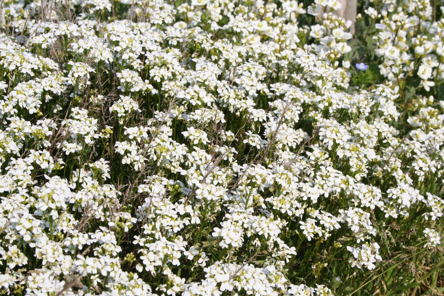 Arabis procurrens 'Neuschnee' Gänsekresse