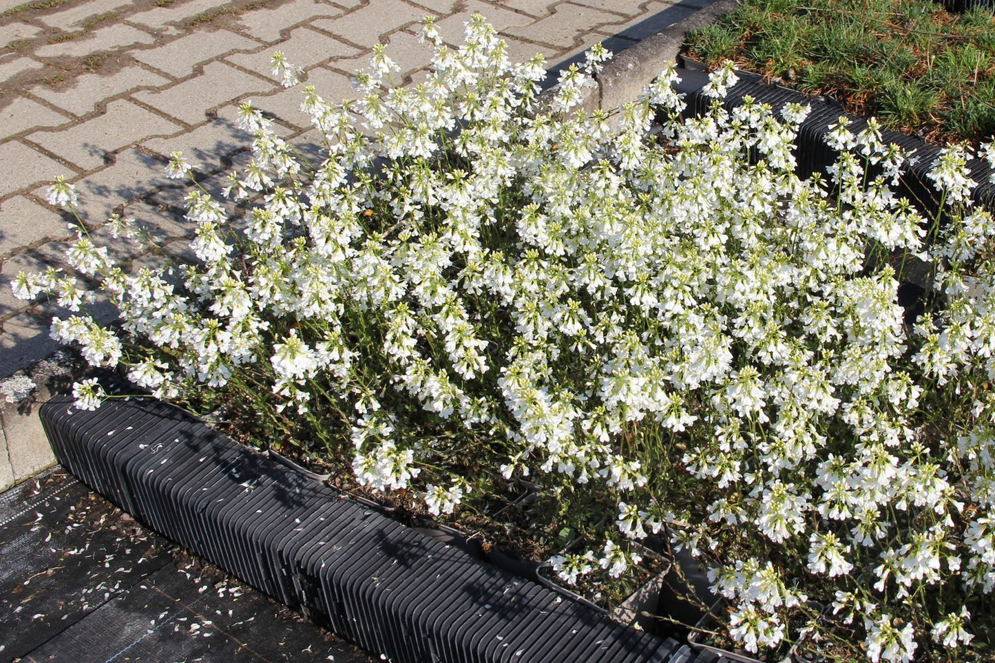 Arabis procurrens 'Neuschnee' (Gänsekresse) Arabis procurrens 'Neuschnee' (Gänsekresse)