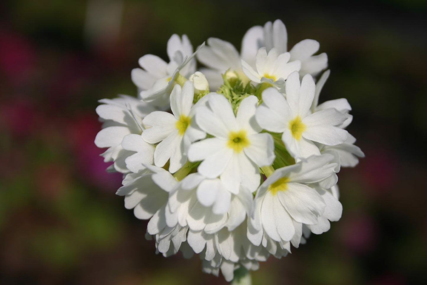 Primula denticulata 'Alba' Kugel-Primel