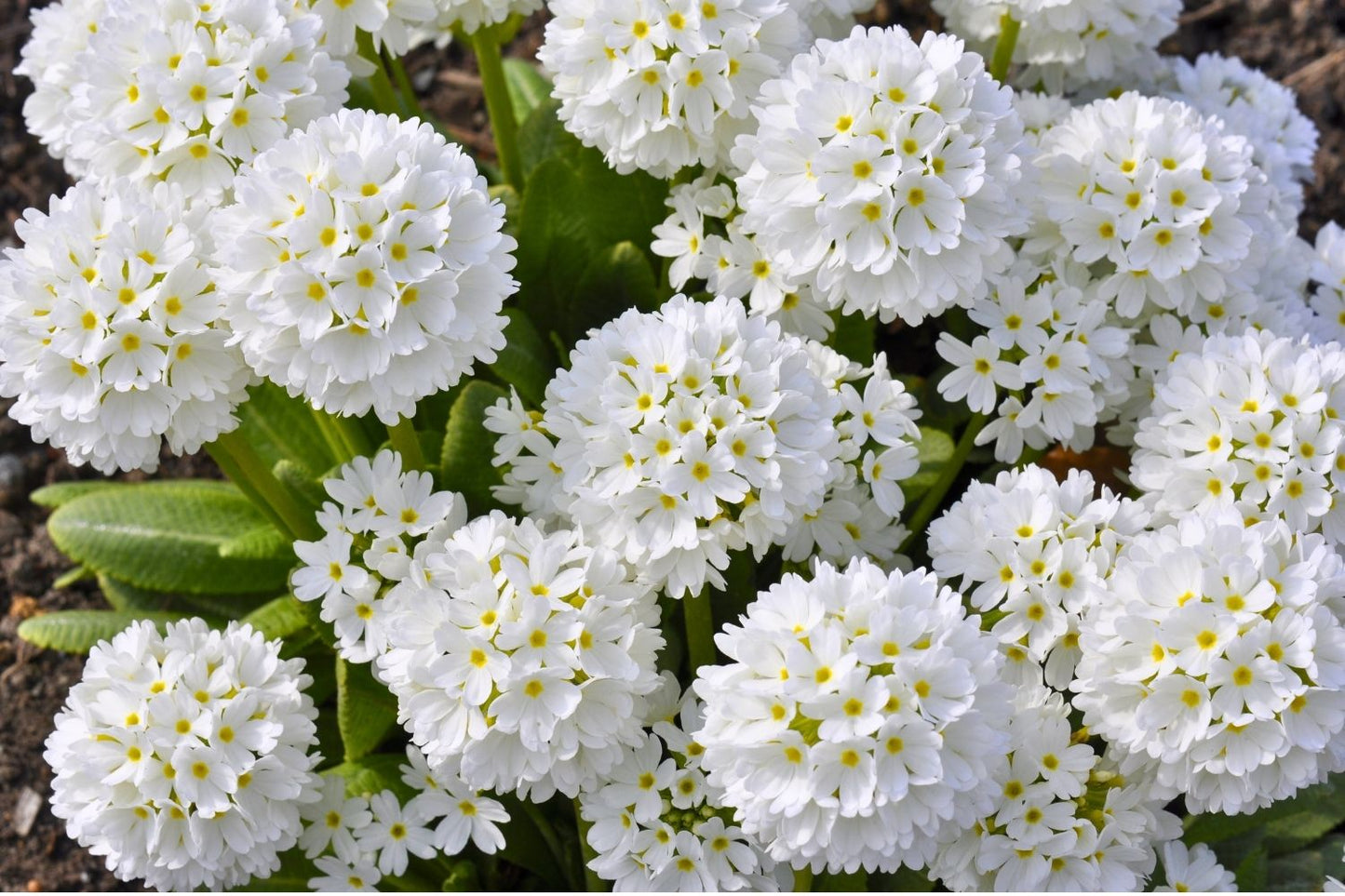 Primula denticulata 'Alba' (Kugel-Primel)