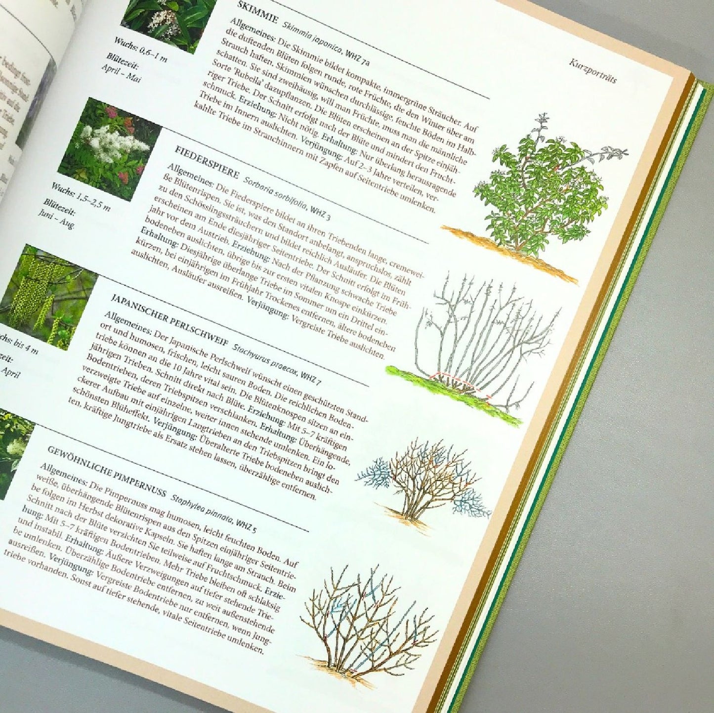 Pflanzenschnitt (DAS GROSSE GU PRAXISHANDBUCH)