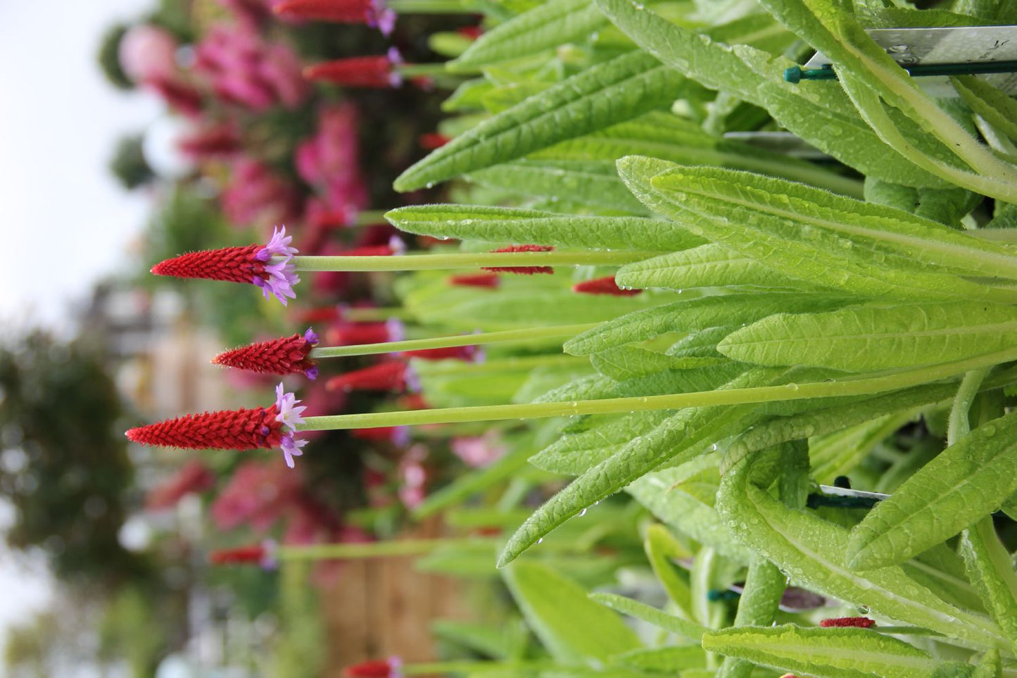 Primula vialii (Orchideen-Schlüsselblume)