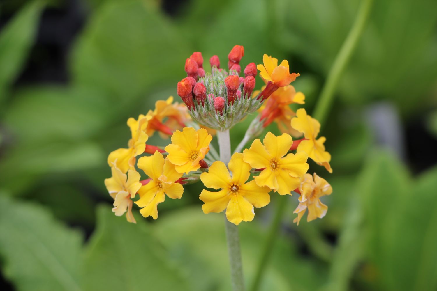 Primula x bullesiana Etagen-Schlüsselblume