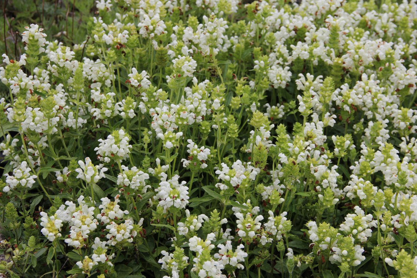 Prunella grandiflora 'Alba' (Großblütige Braunelle)