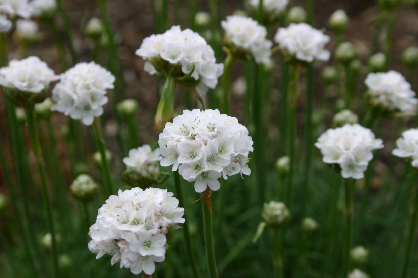 Armeria maritima 'Alba' Garten-Grasnelke