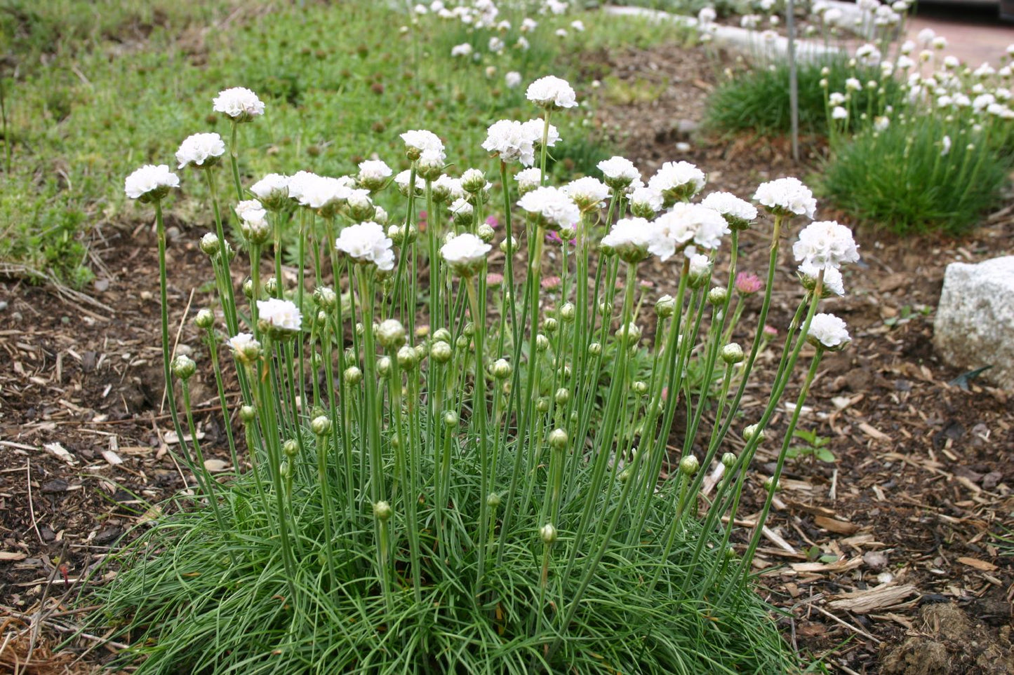 Armeria maritima 'Alba' (Garten-Grasnelke)