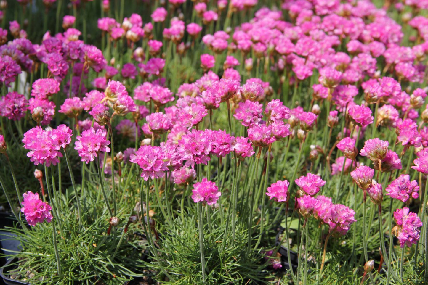 Armeria maritima 'Düsseldorfer Stolz' (Garten-Grasnelke)