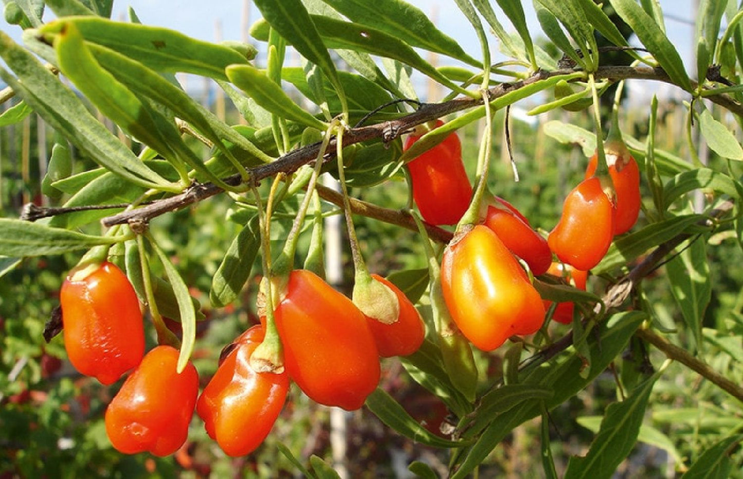 Lycium barbarum "Natascha" Goji-Beere