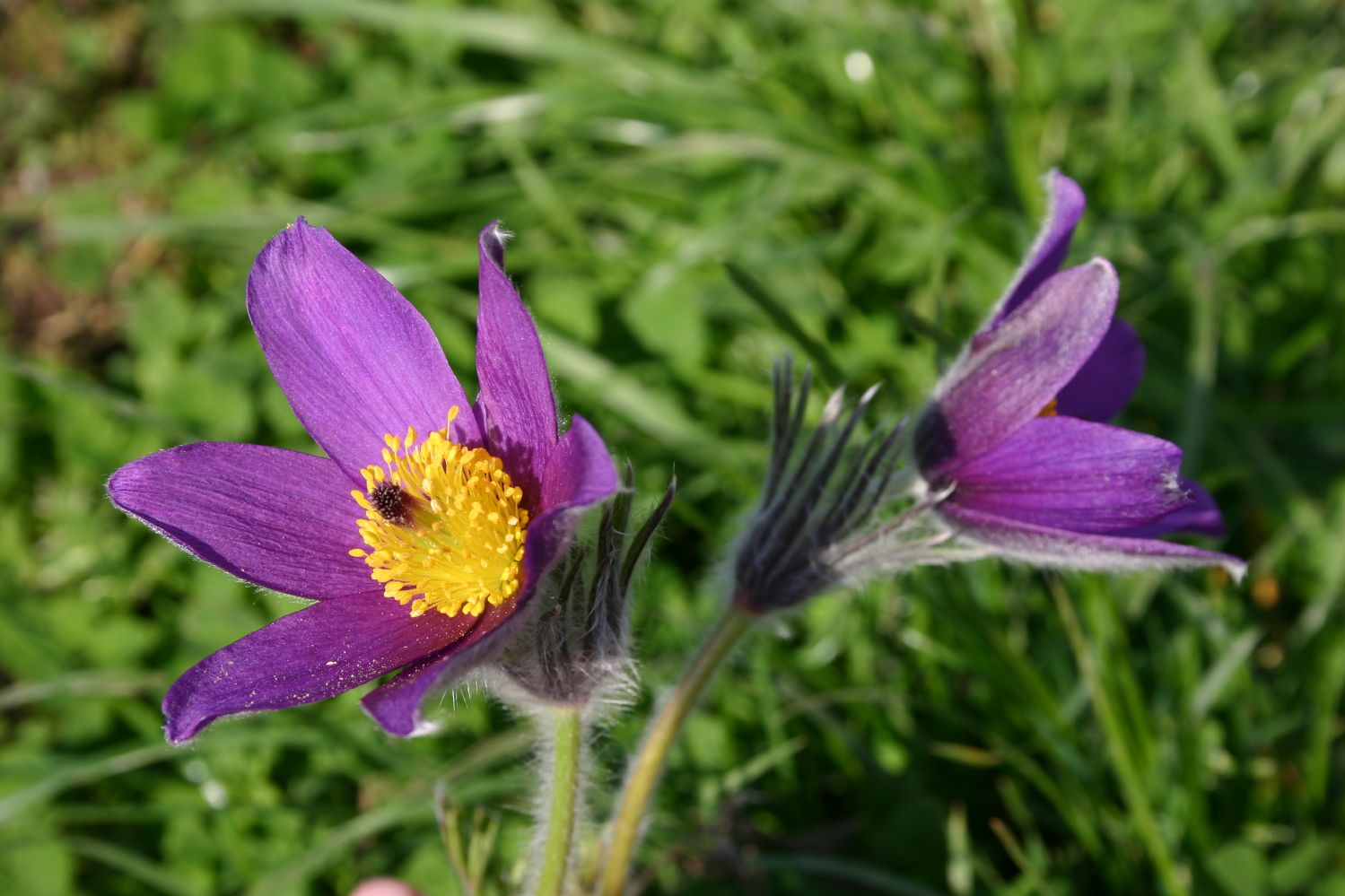 Pulsatilla vulgaris Küchenschelle | Kuhschelle