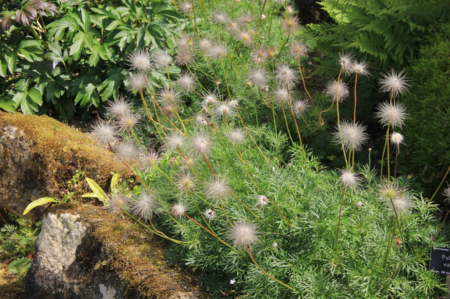 Pulsatilla vulgaris (Küchenschelle | Kuhschelle)